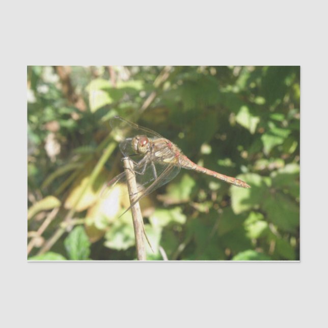 Dragonfly on a Twig Tissue Paper (Front)