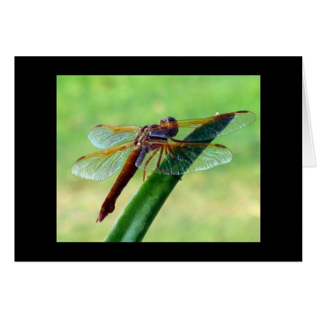 Dragonfly on Aloe Greeting Card (Front Horizontal)