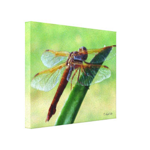 Dragonfly on Aloe Plant Wrapped Canvas