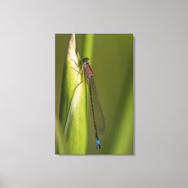 Dragonfly on budded iris canvas print (Front)