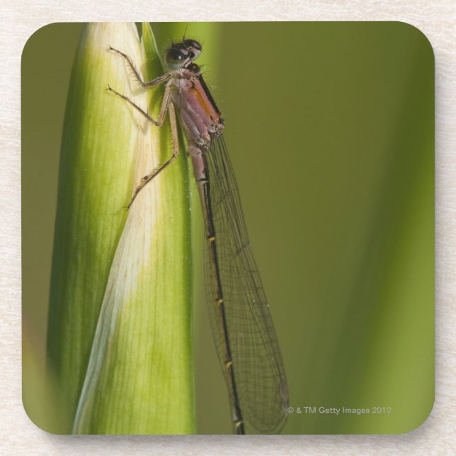 Dragonfly on budded iris coaster (Front)