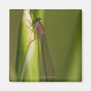 Dragonfly on budded iris magnet