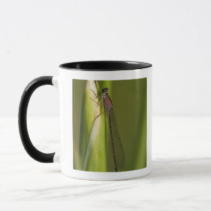 Dragonfly on budded iris mug