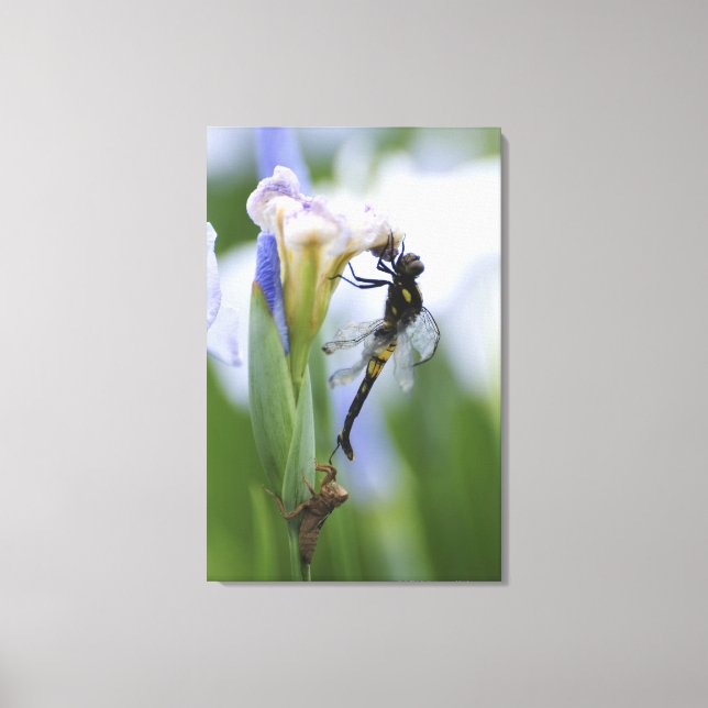 Dragonfly on iris canvas print (Front)