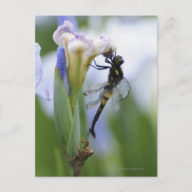 Dragonfly on iris postcard (Front)