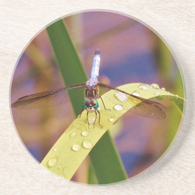 Dragonfly on raindrop leaf coaster (Front)