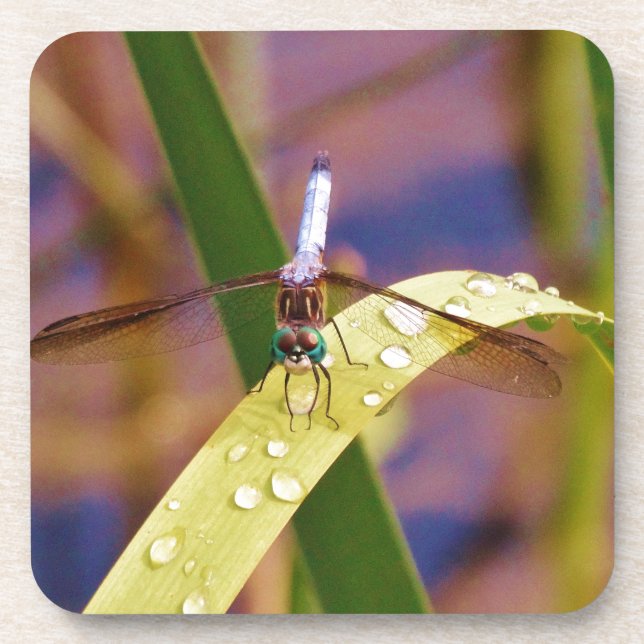 Dragonfly on raindrop leaf coaster (Front)