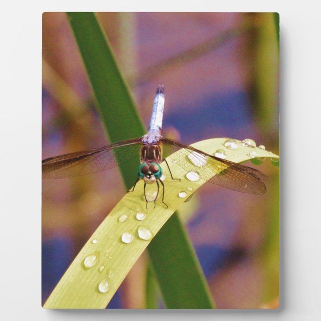 Dragonfly on raindrop leaf plaque (Front)