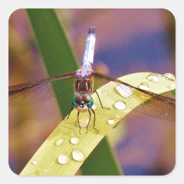 Dragonfly on raindrop leaf square sticker (Front)