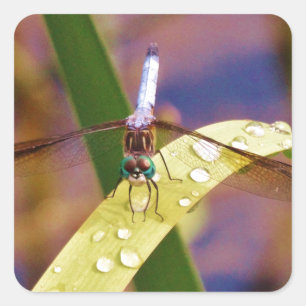 Dragonfly on raindrop leaf square sticker