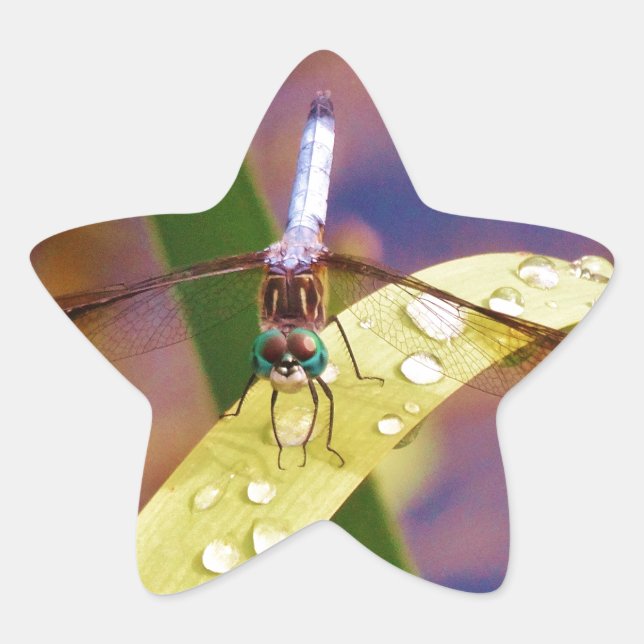 Dragonfly on raindrop leaf star sticker (Front)