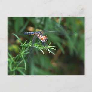 Dragonfly on twig postcard