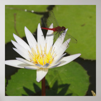 Dragonfly On Water Lily Poster