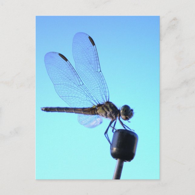 Dragonfly Perched Postcard (Front)
