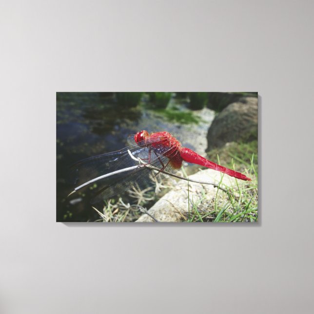 Dragonfly perching on branch, close up canvas print (Front)