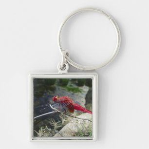 Dragonfly perching on branch, close up key ring