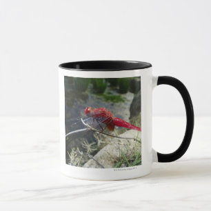 Dragonfly perching on branch, close up mug