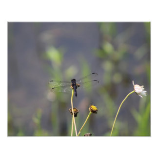 dragonfly photo print