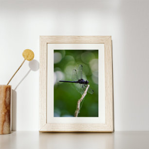 Dragonfly Photo Print