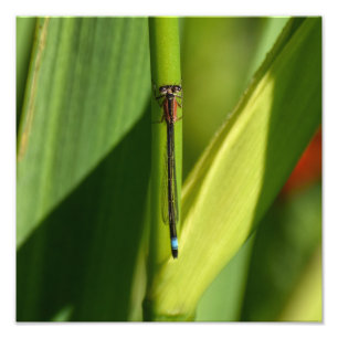 Dragonfly photo print