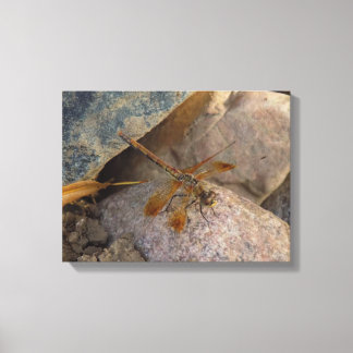 Dragonfly Photograph on Stretched Canvas Print