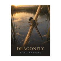 Dragonfly Pond Margins Wildlife ANIMAL