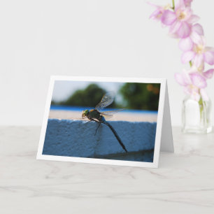 Dragonfly Portrait Card
