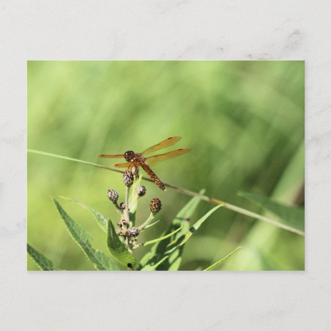 Dragonfly Postcard (Front)