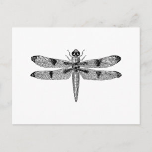 Dragonfly Postcard