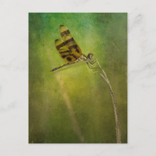 Dragonfly Postcard