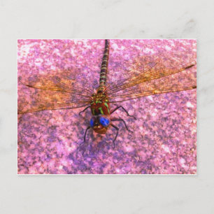 Dragonfly Postcard
