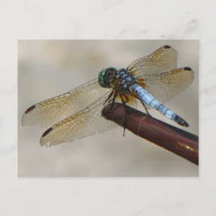 Dragonfly Postcard
