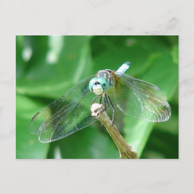 Dragonfly Postcard (Front)