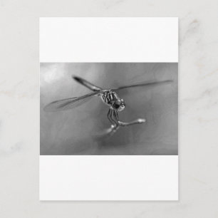 Dragonfly Postcard
