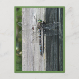 Dragonfly Postcard