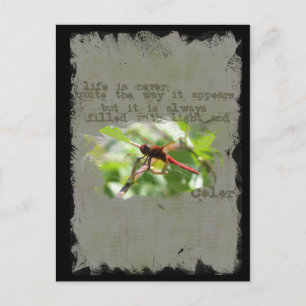 Dragonfly Postcard