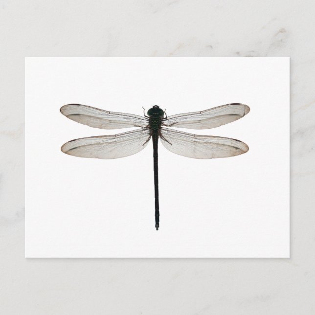 Dragonfly Postcard (Front)