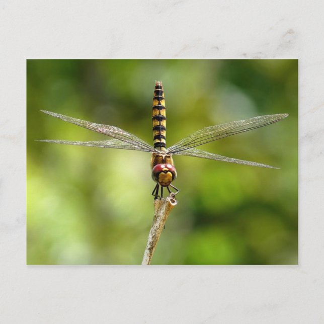 Dragonfly Postcard (Front)