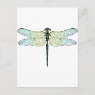 DragonFly Postcard