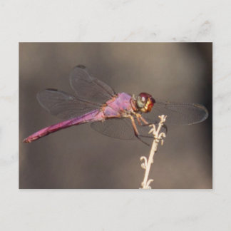 Dragonfly Postcard