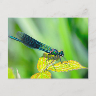Dragonfly Postcard