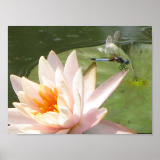 DragonFly Poster