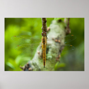 dragonfly poster