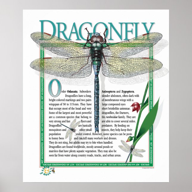 Dragonfly Poster (Front)