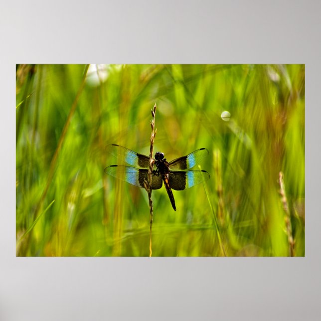Dragonfly Poster (Front)