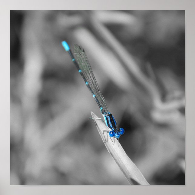 Dragonfly Poster (Front)