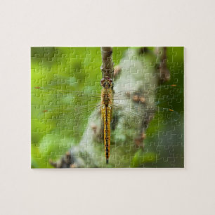 dragonfly - puzzles