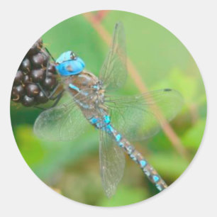 Dragonfly Raspberry Sticker