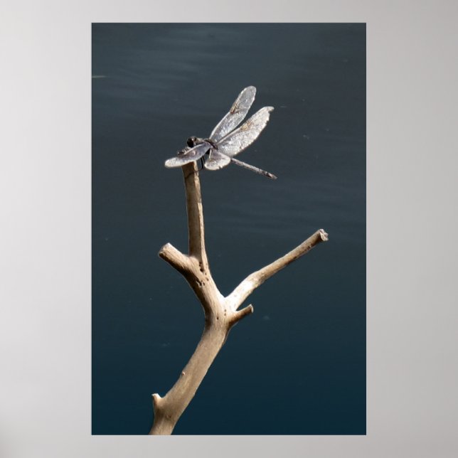 Dragonfly Resting on Driftwood over Calm Water  Poster (Front)