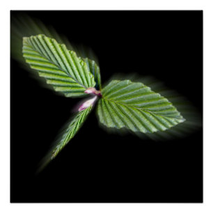 Dragonfly shaped leaves poster
